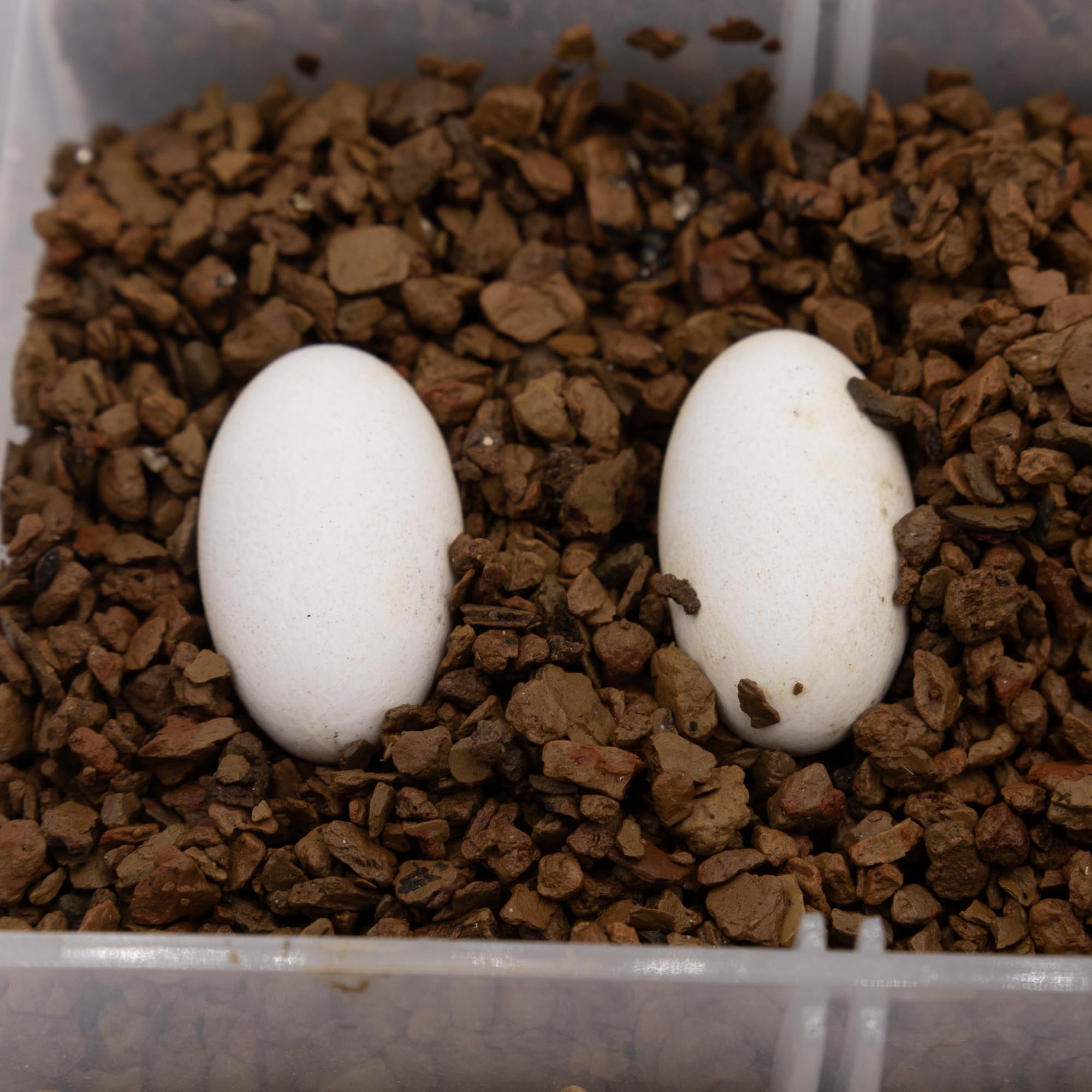 Pangea Hatch substrate after drying ready for reuse in incubation