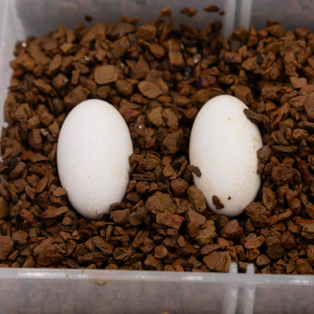 Pangea Hatch substrate after drying ready for reuse in incubation