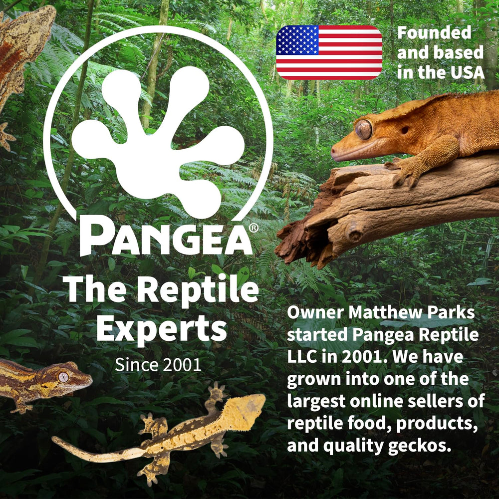 Pangea silicone gecko feeding ledge black close-up showing compact design