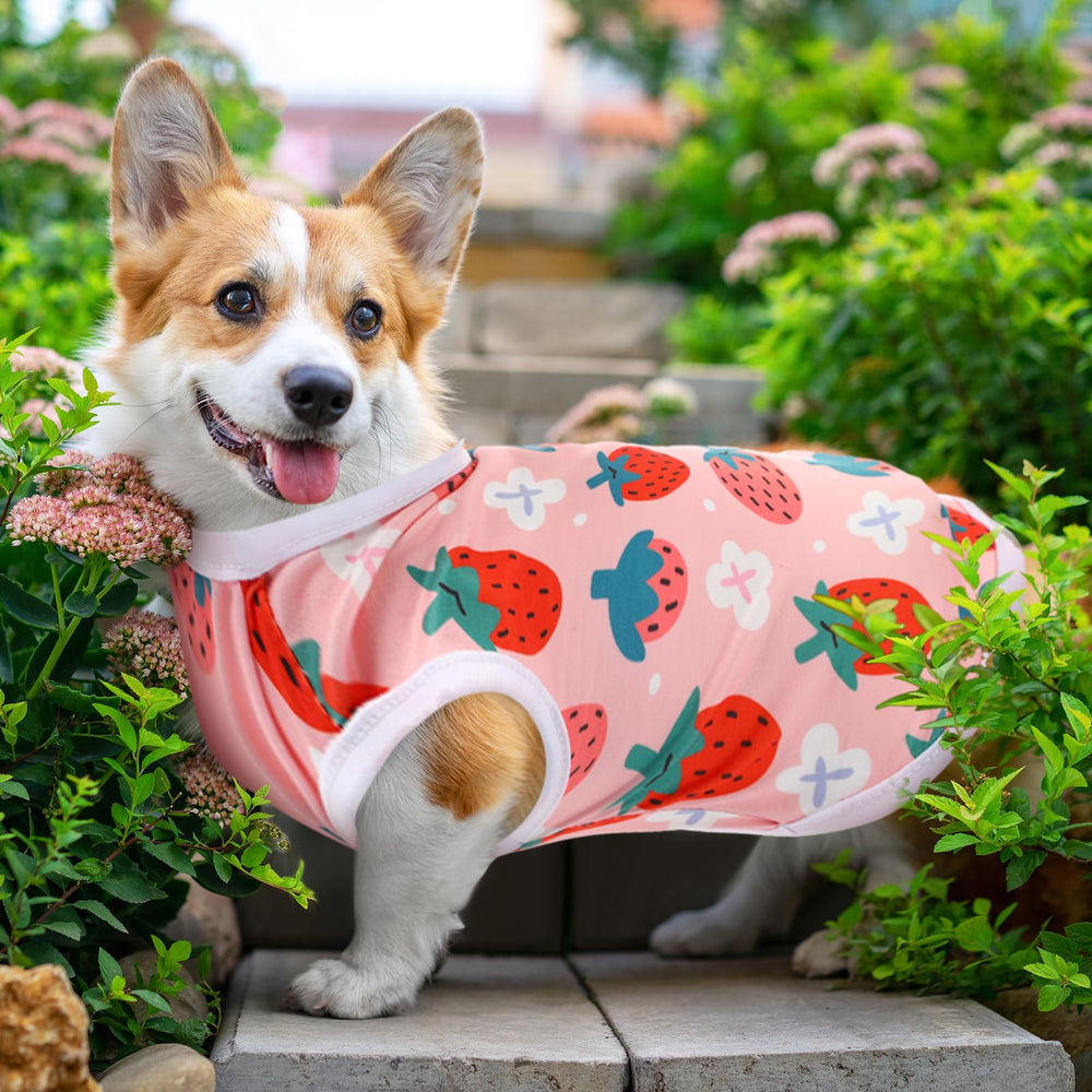 Paterr size M dog shirt on a medium pet.