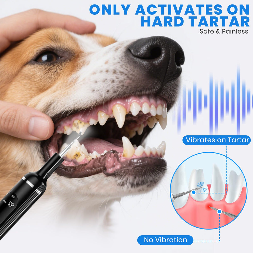 PATWING dog plaque remover with LED light on shows stains for thorough cleaning