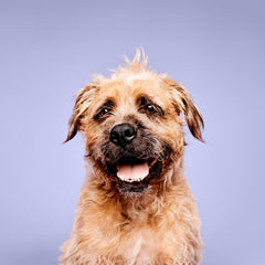 Post-wash coat glows with sparkle using Paul Mitchell Pet Super Bright Shampoo.