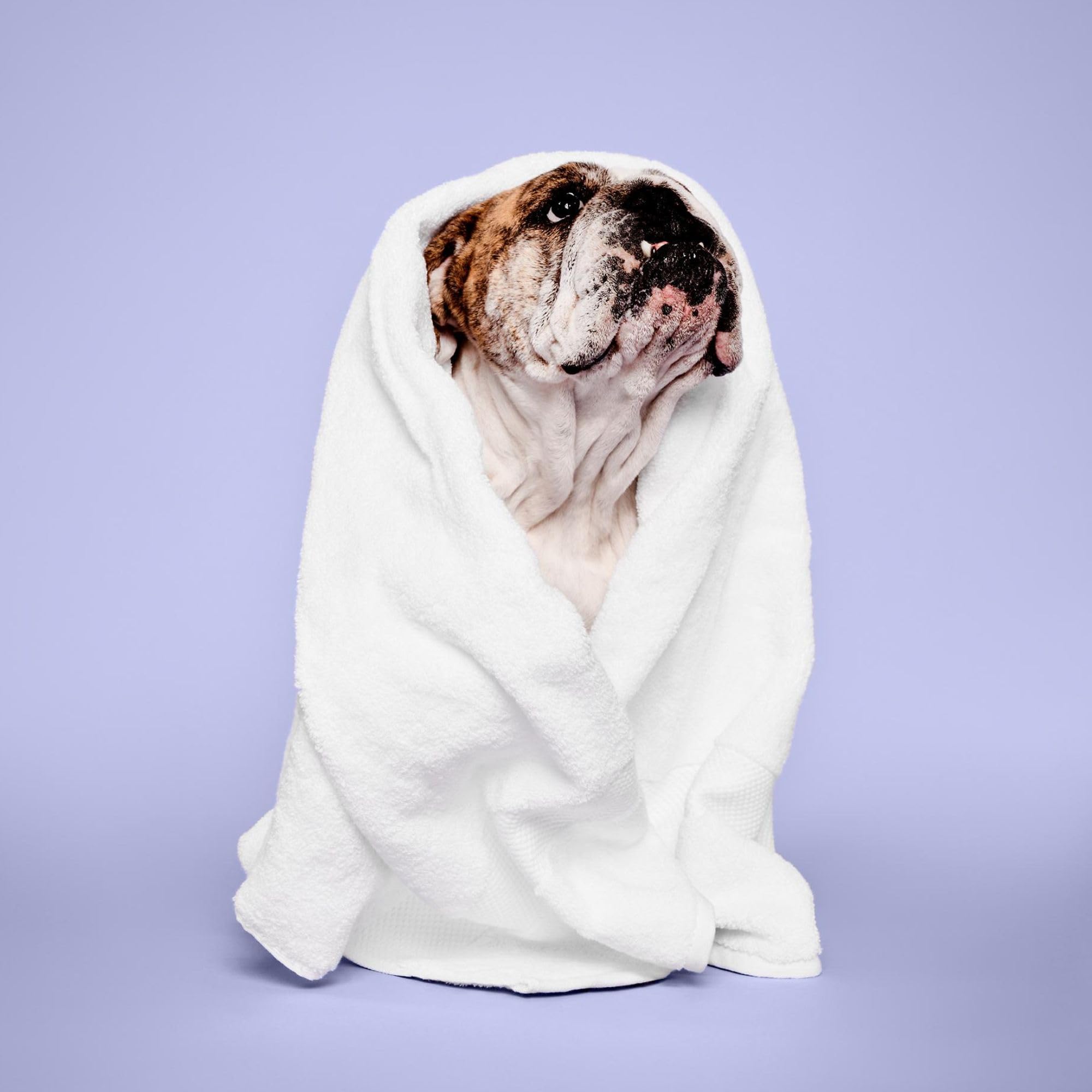 Paul Mitchell Pet Tear-Free Shampoo fragrance swatch reveals soothing powdery notes.