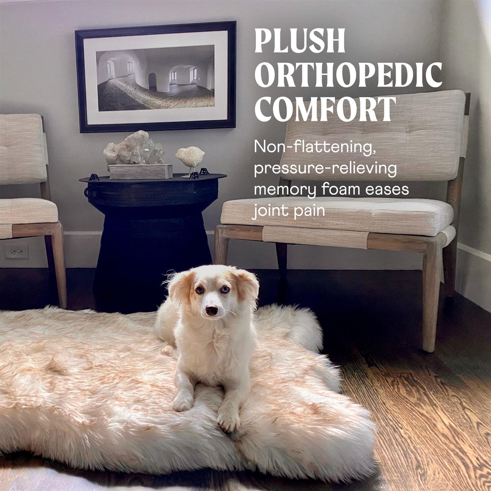 PAW BRANDS PupRug modern design complements home decor
