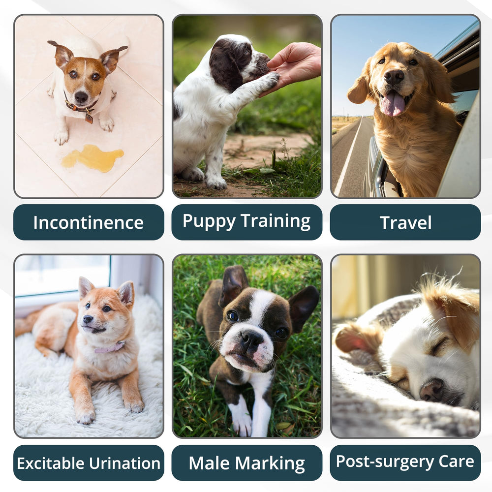 Paw Legend large size belly band with measurement guide for proper fit.