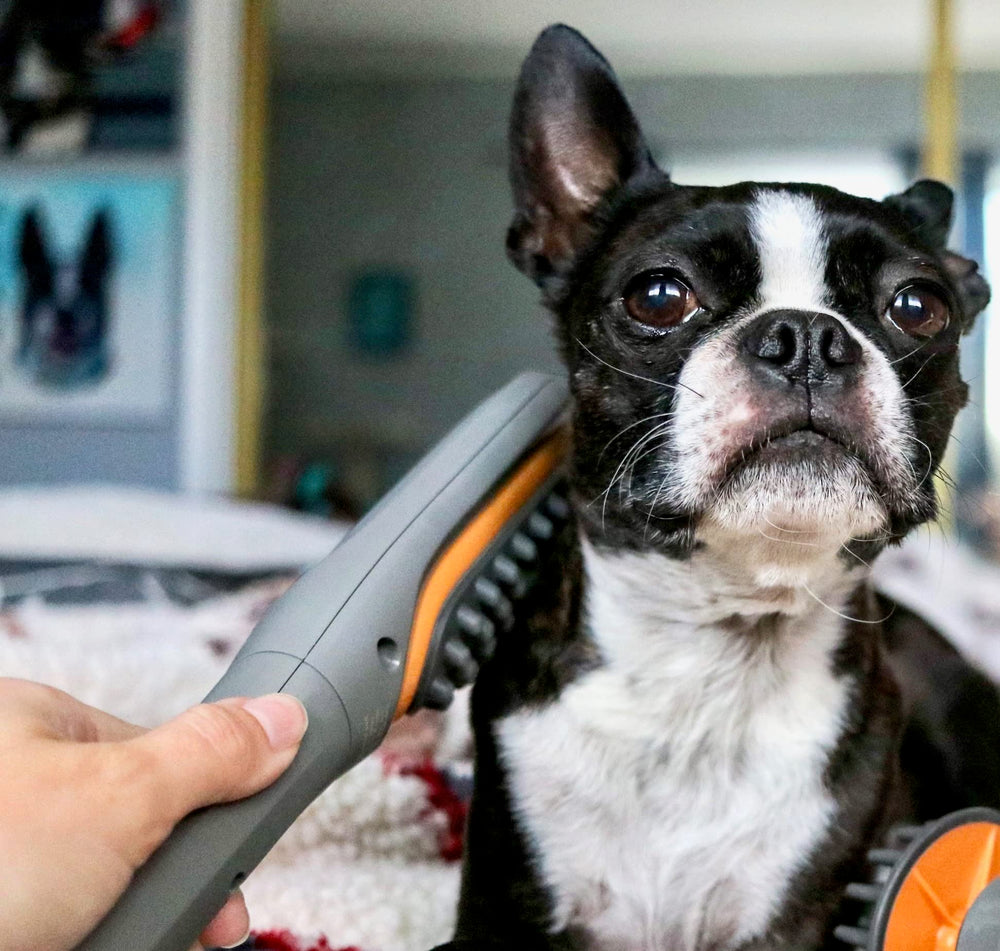 PAW WAVE Buzz Therapeutic Brush shows soft bristles brushing skin gently.