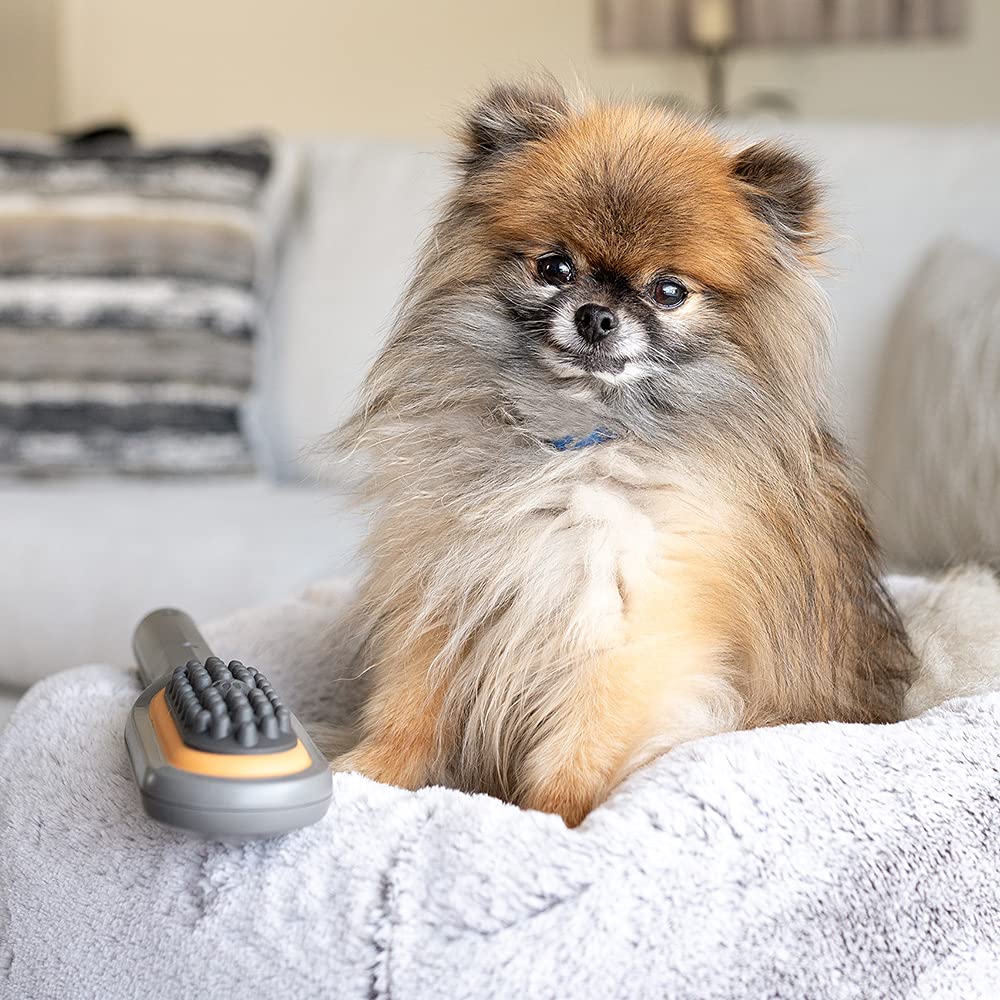 PAW WAVE Buzz Therapeutic Brush helps pets relax and recover after activity.