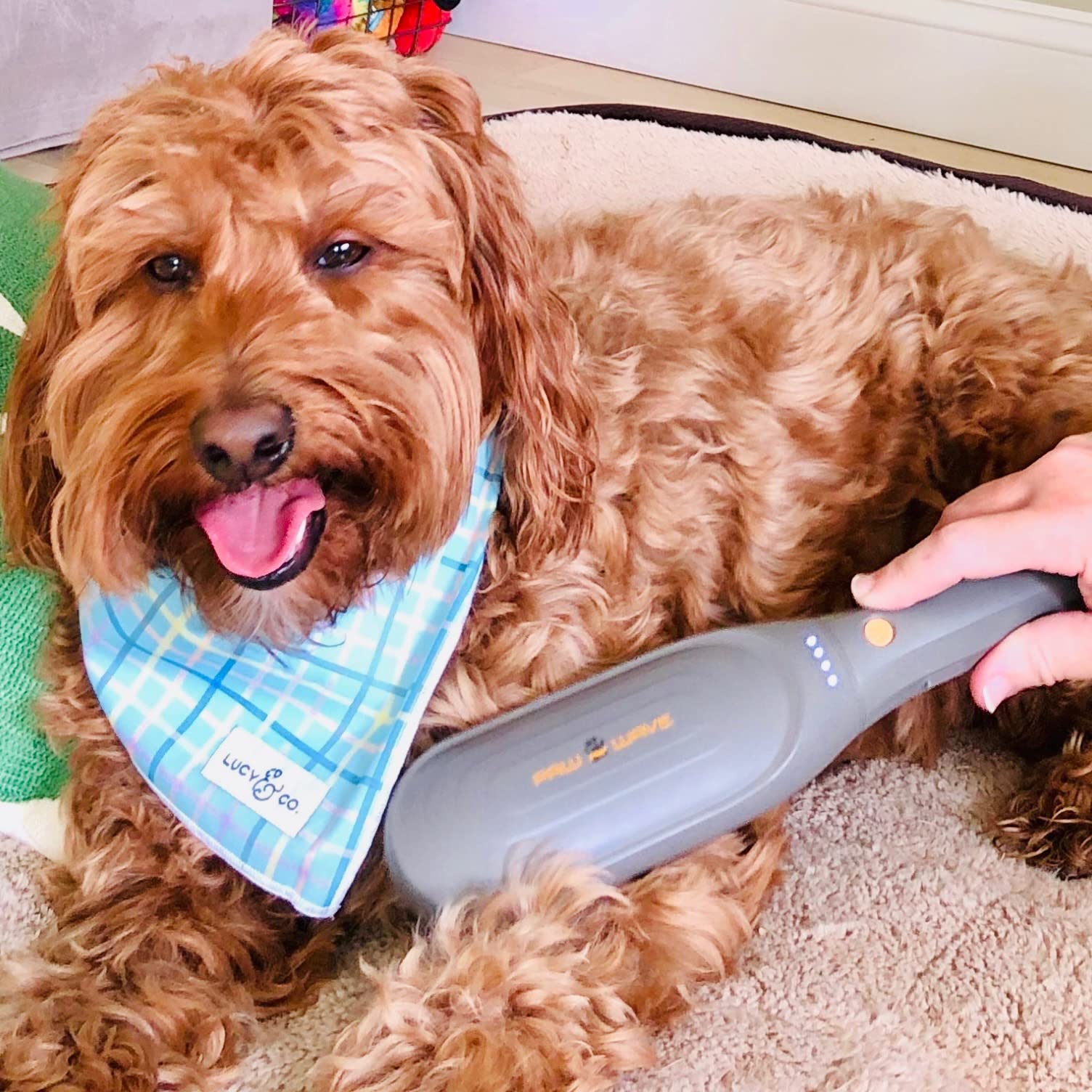 PAW WAVE Buzz Therapeutic Brush in use during grooming sessions improves comfort.