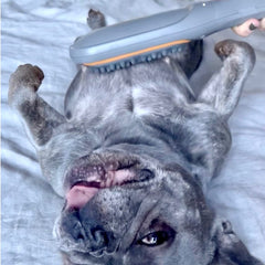  PAW WAVE Buzz Therapeutic Brush used before playtime to warm up joints.