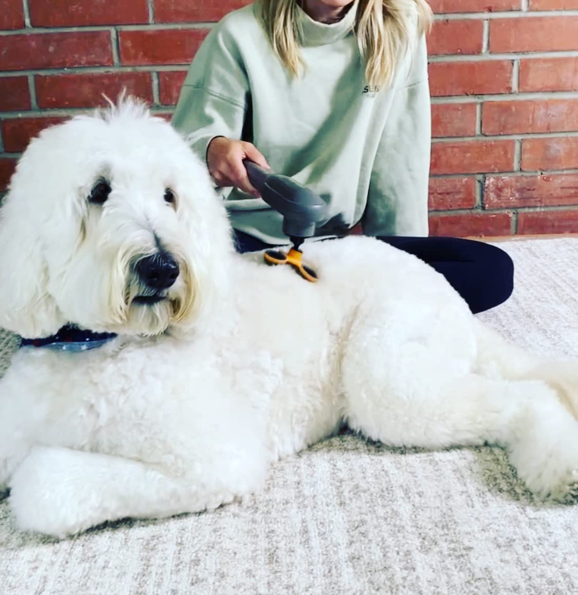 Older pet enjoys calmer muscles and reduced stiffness with PAW WAVE Perk.