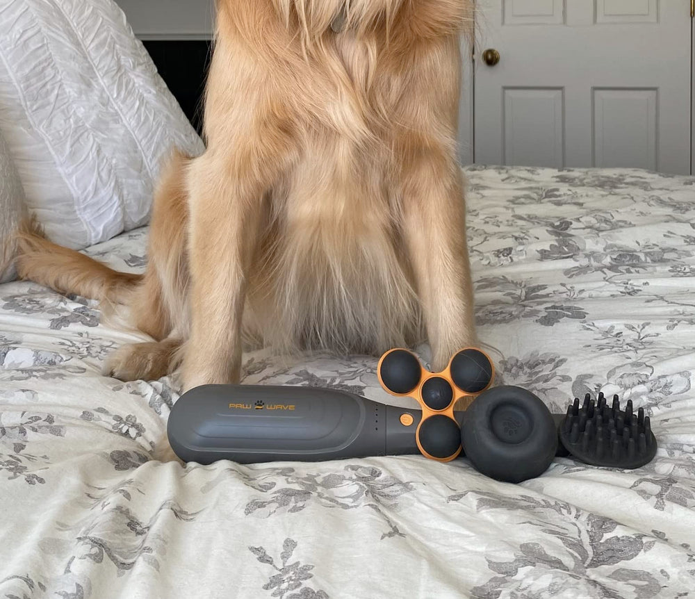 Soft-coated pet enjoys peaceful relaxation with PAW WAVE Perk during sessions.