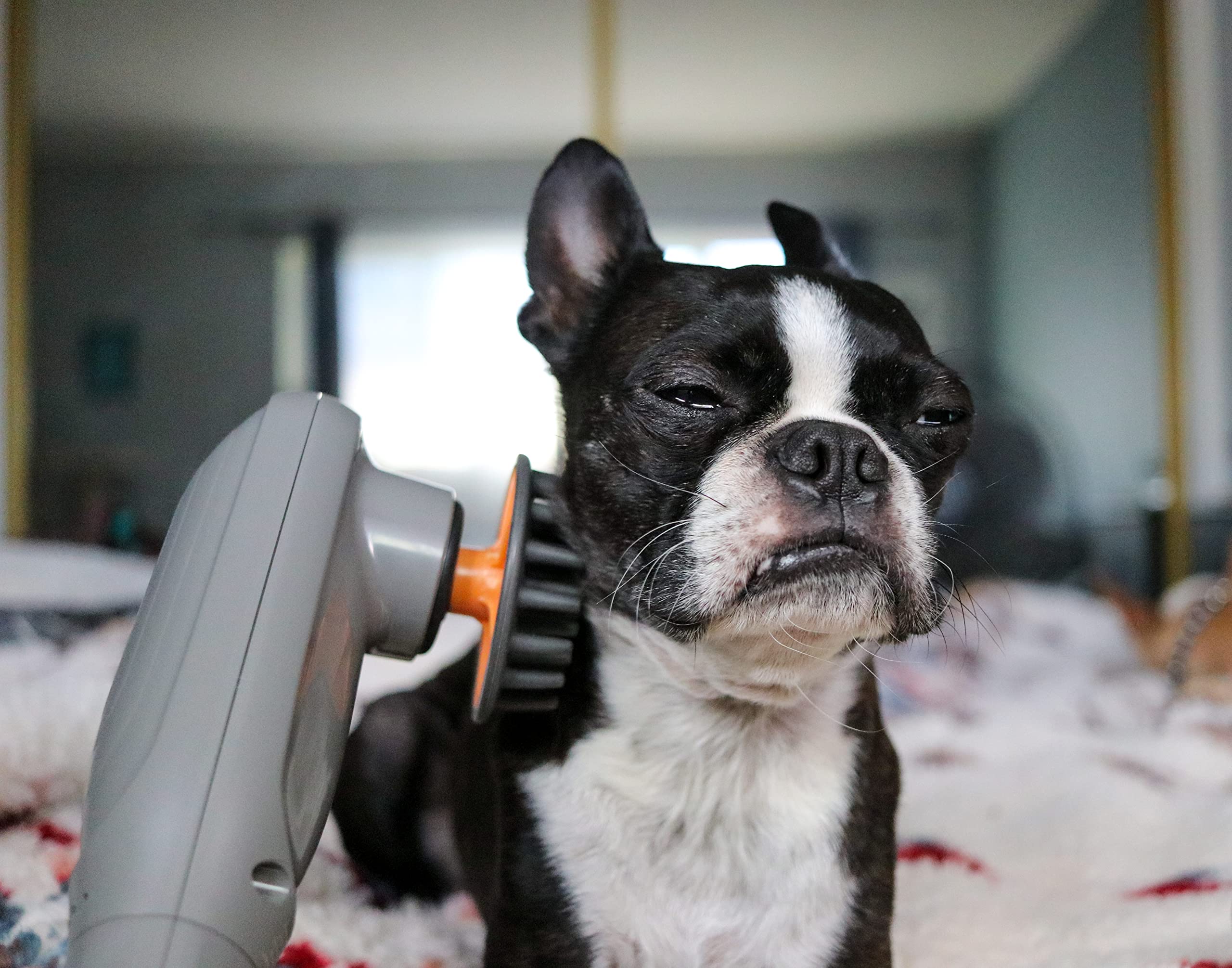 Post-surgery comfort via PAW WAVE Perk aiding gentle rehab sessions.