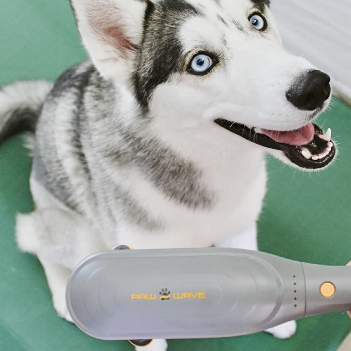 Veterinarian-approved PAW WAVE Perk signals trusted at-home therapy.
