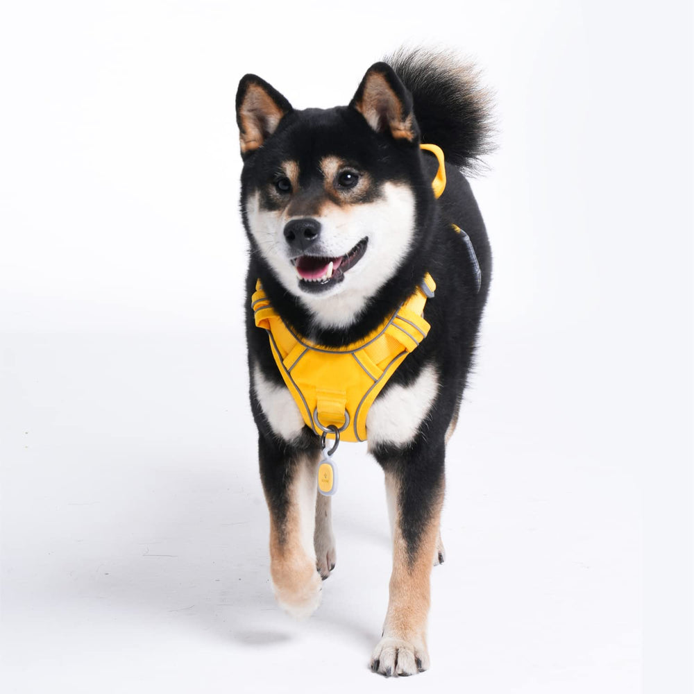 Pawaii harness with sturdy handle for better control during walks.