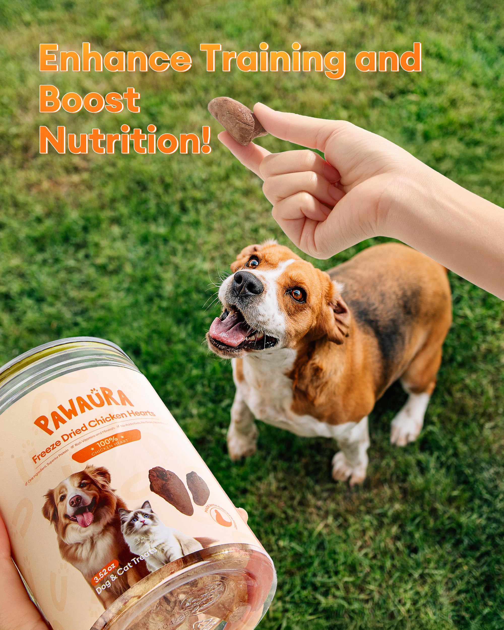 Pawaura Freeze-Dried Chicken Hearts in a dish show a crunchy bite.