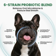 Pawfect Vita Green Tea flavor powder sprinkled on wet food for better palatability