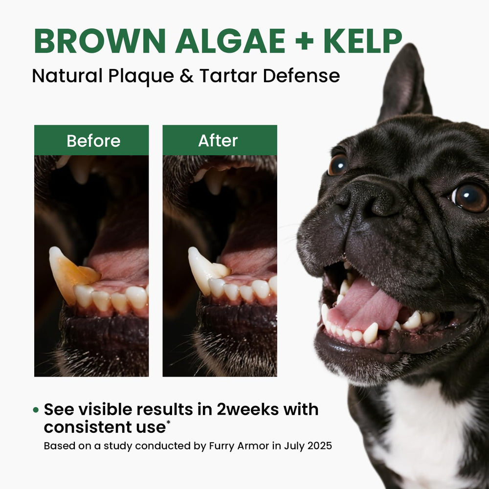 Pawfect Vita probiotics support gut-friendly oral health and fresher breath