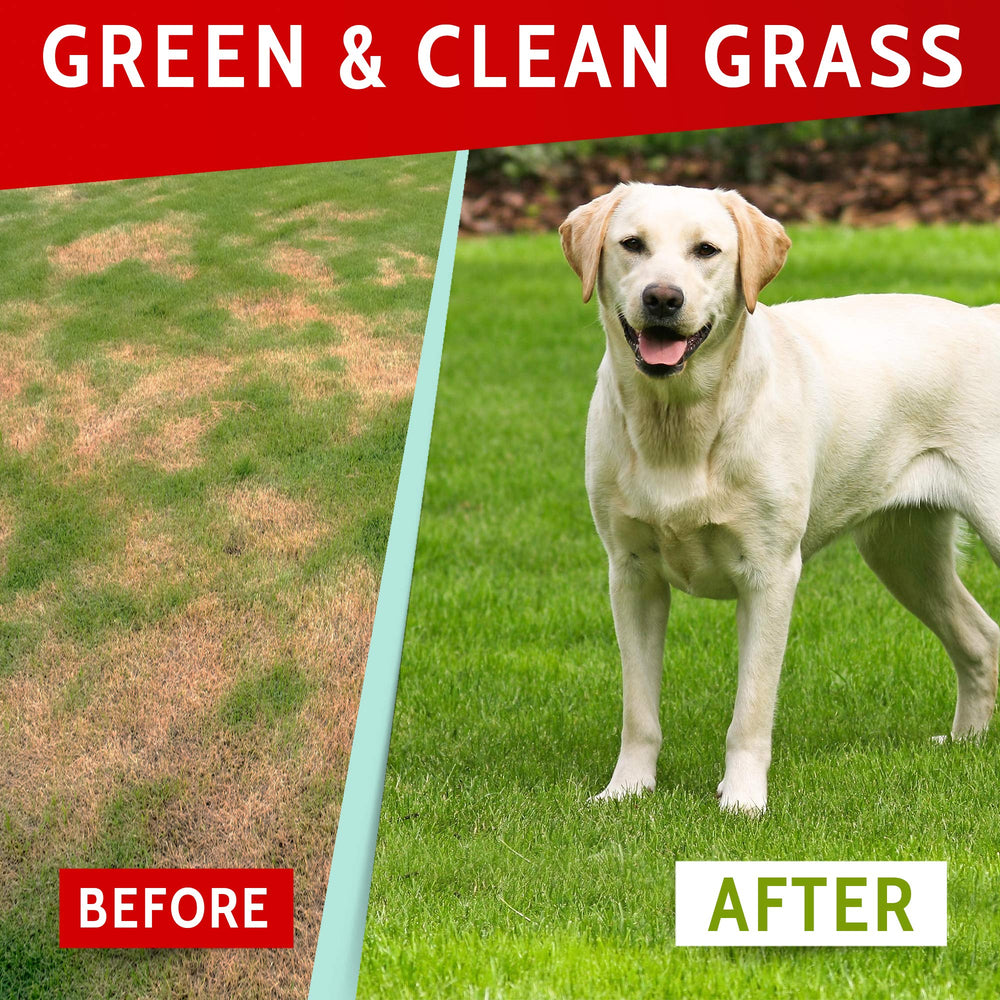 PAWFECTCHEW Green Lawn Chews tasty biscuit texture for dogs.