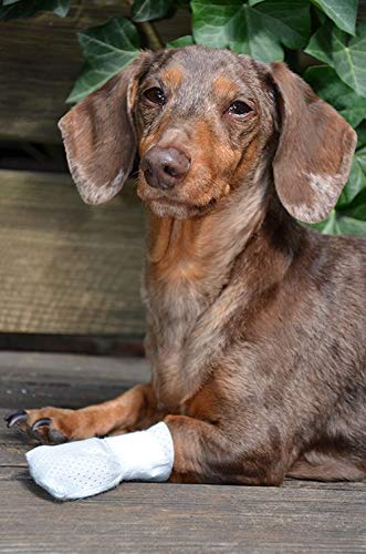 PawFlex Medimitt shows wound pad on inside protecting the paw.