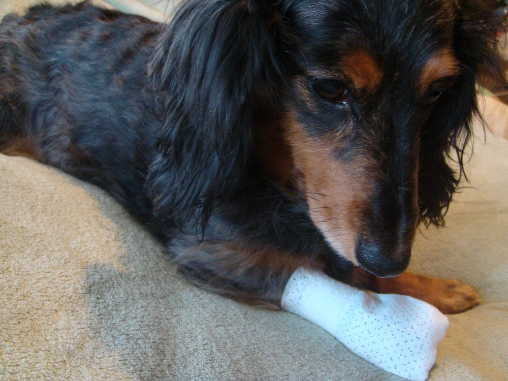 PawFlex Medimitt washable paw bandage ready for reuse.