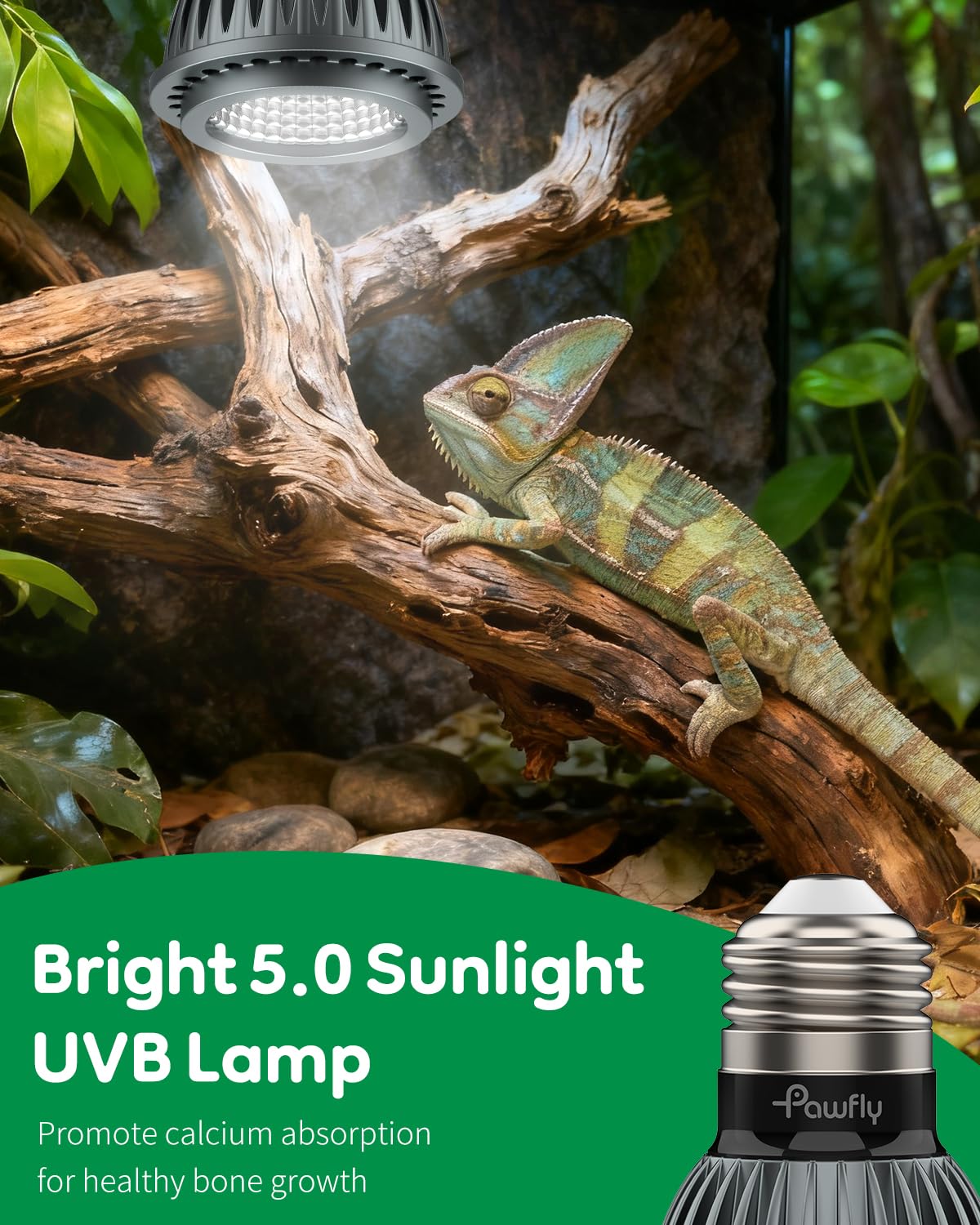 Pawfly UVB light with high CRI shows true colors in the terrarium.