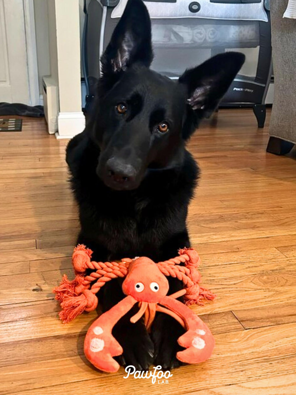 Pawfoo Lab lobster toy supervised play for safety