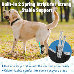 Pawfun strap-secure-fit shows durable Velcro and snug support in motion