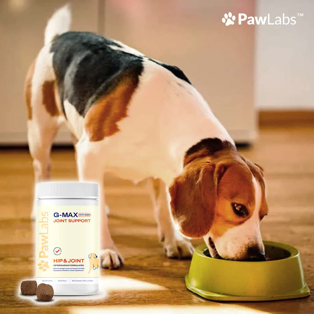 Pawlabs G-Max Joint Chews hip-dysplasia concept in action.