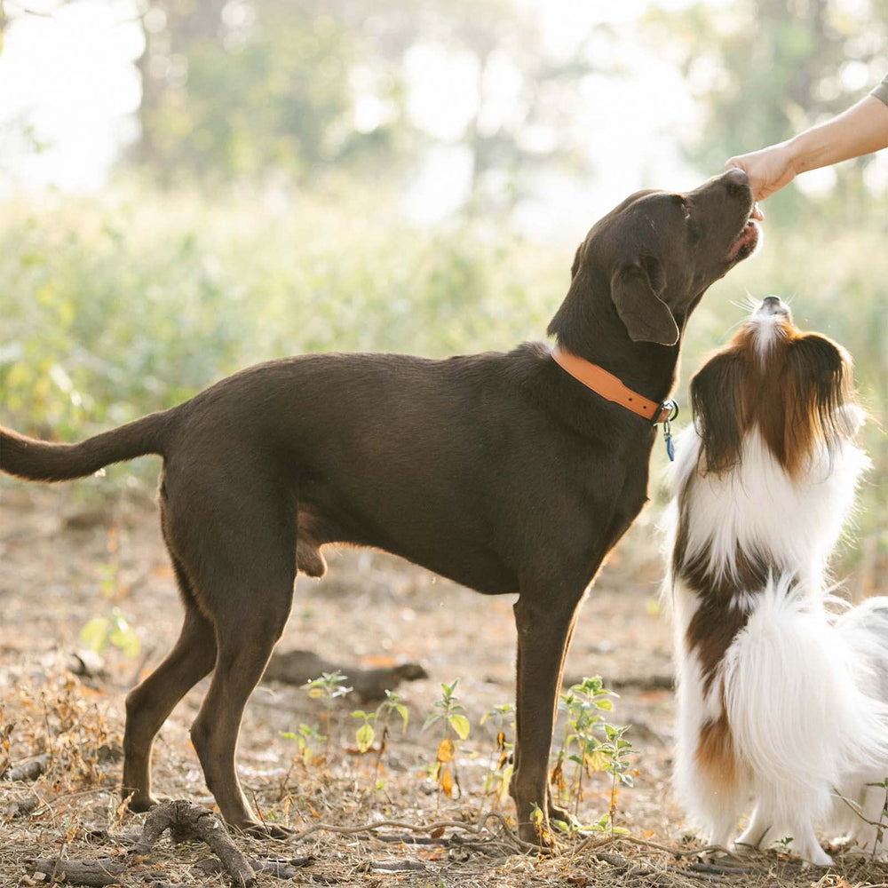Dog enjoying treats suitable for small, medium, and large breeds.