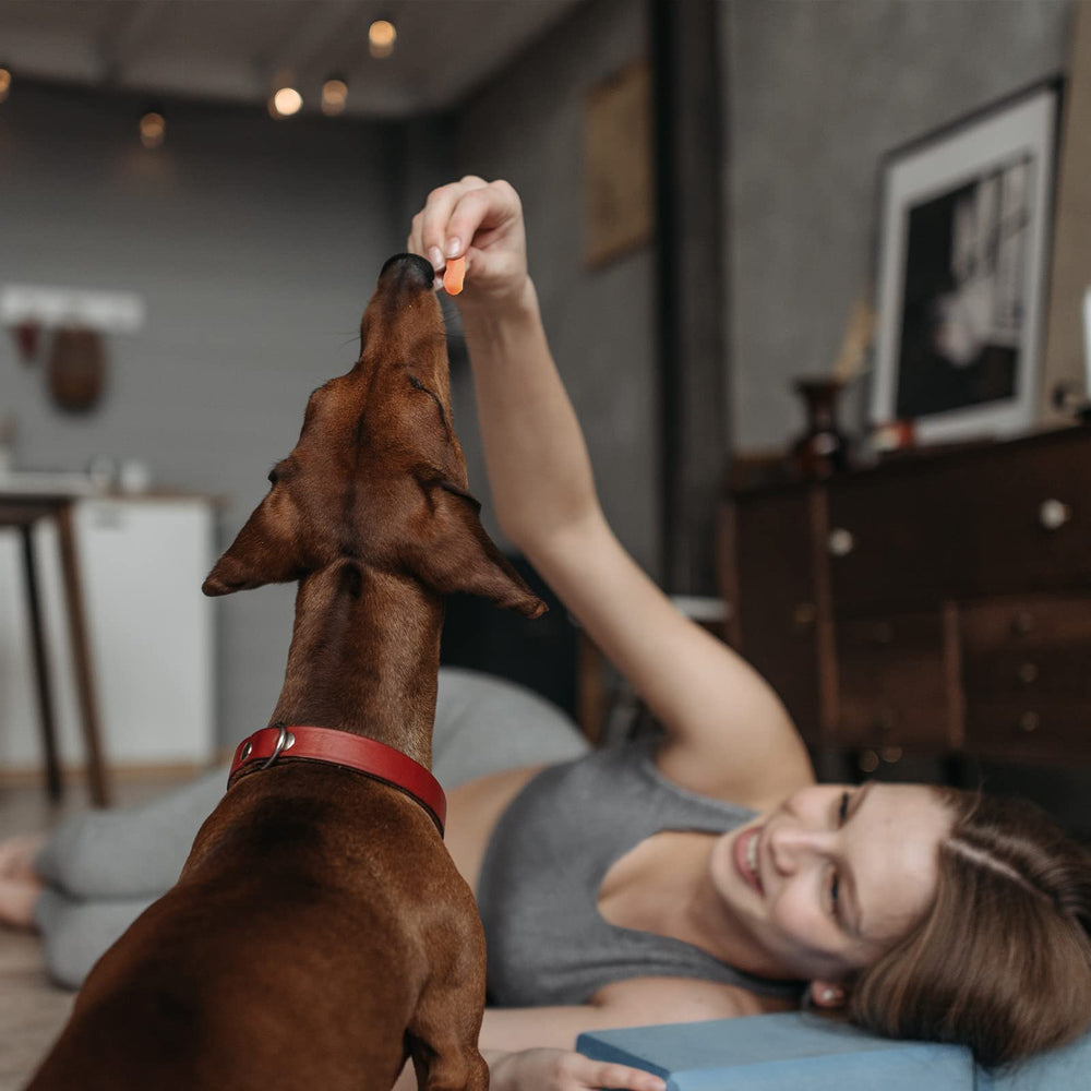 Serving on the floor shows convenient, mess-free snacking with Pawmate treats.