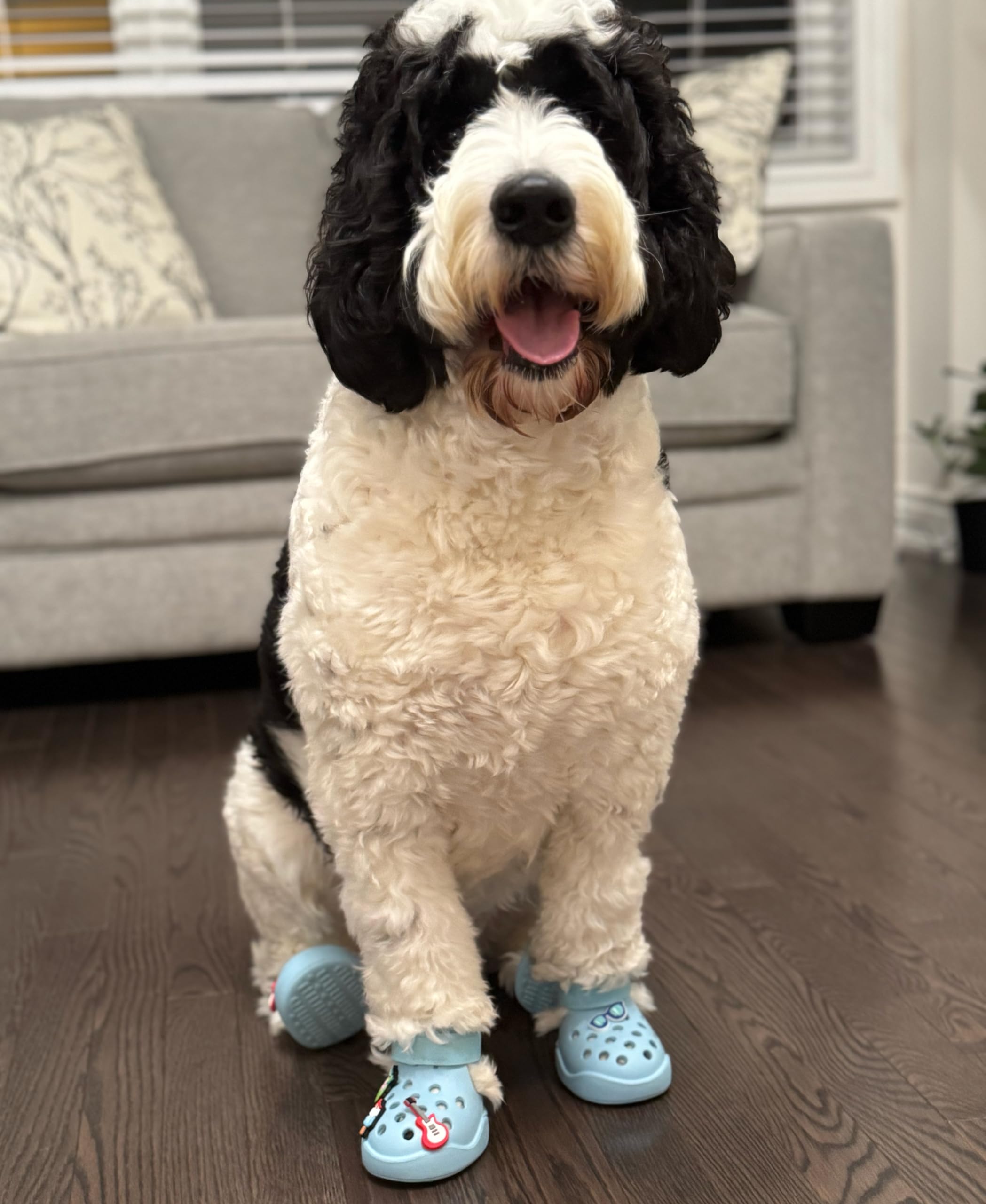 PawPosh all-weather booties suitable for bare paws and nails
