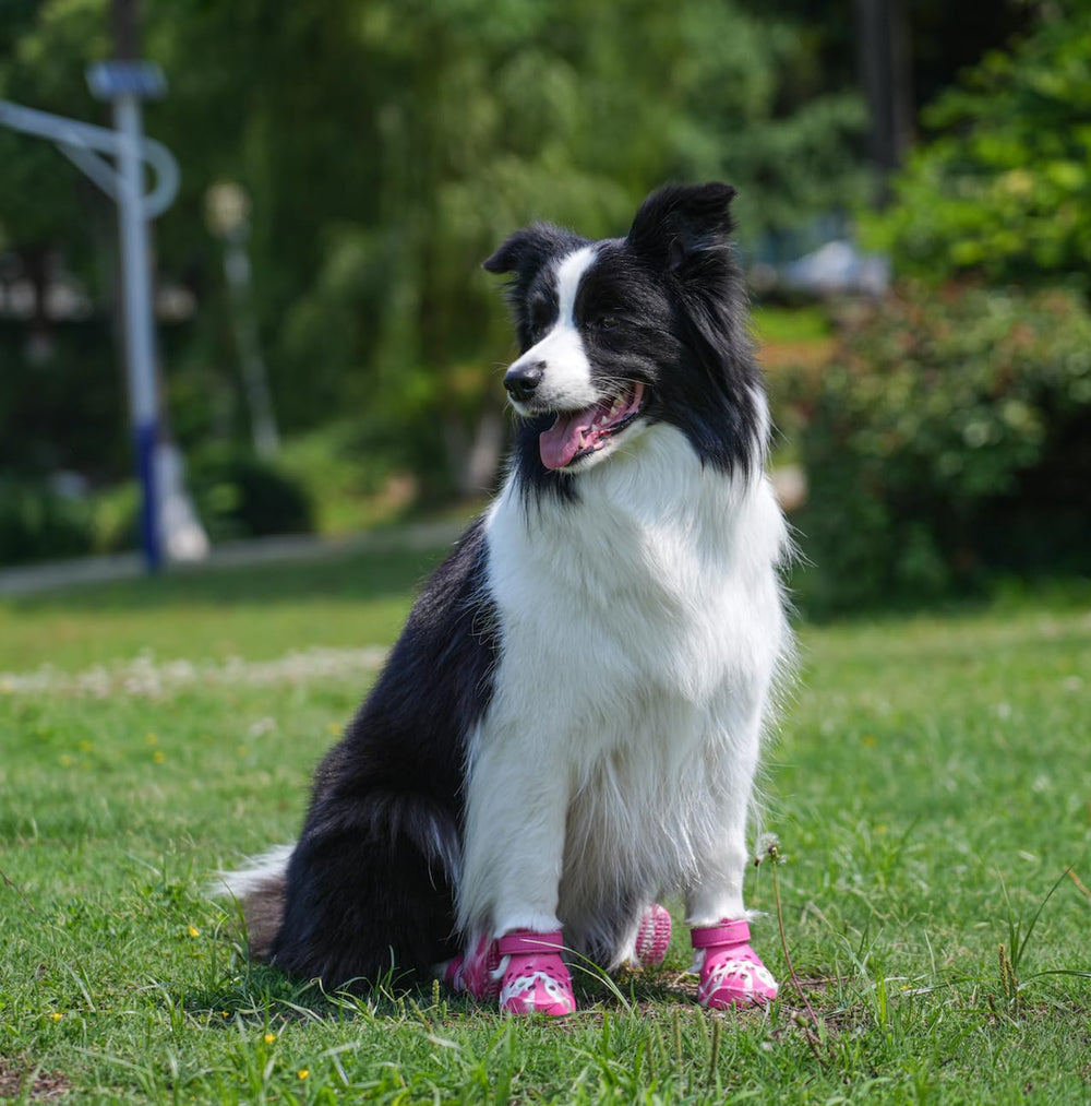 PawPosh easy-on-off design speeds outdoor excursions.