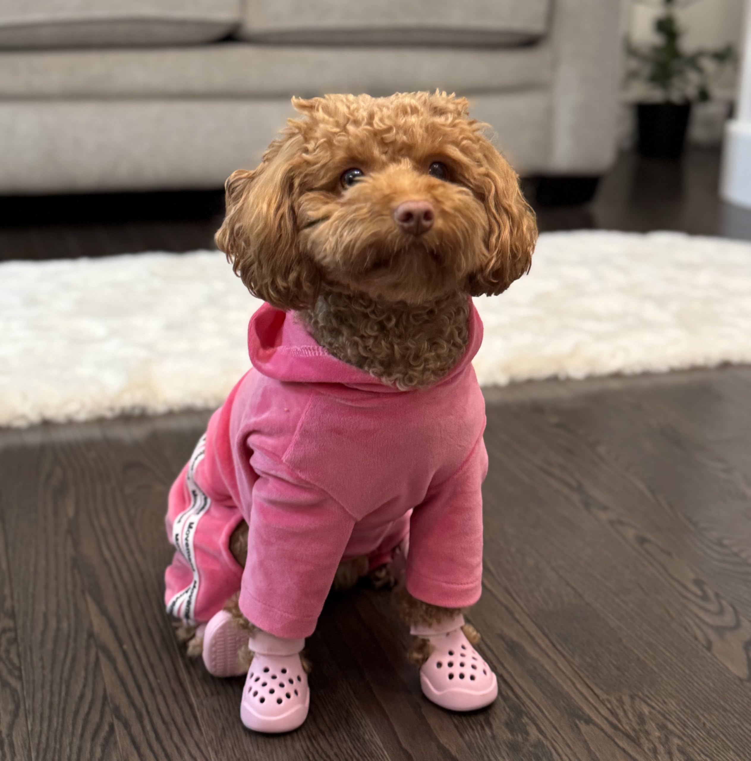 PawPosh size options from small to large for many breeds