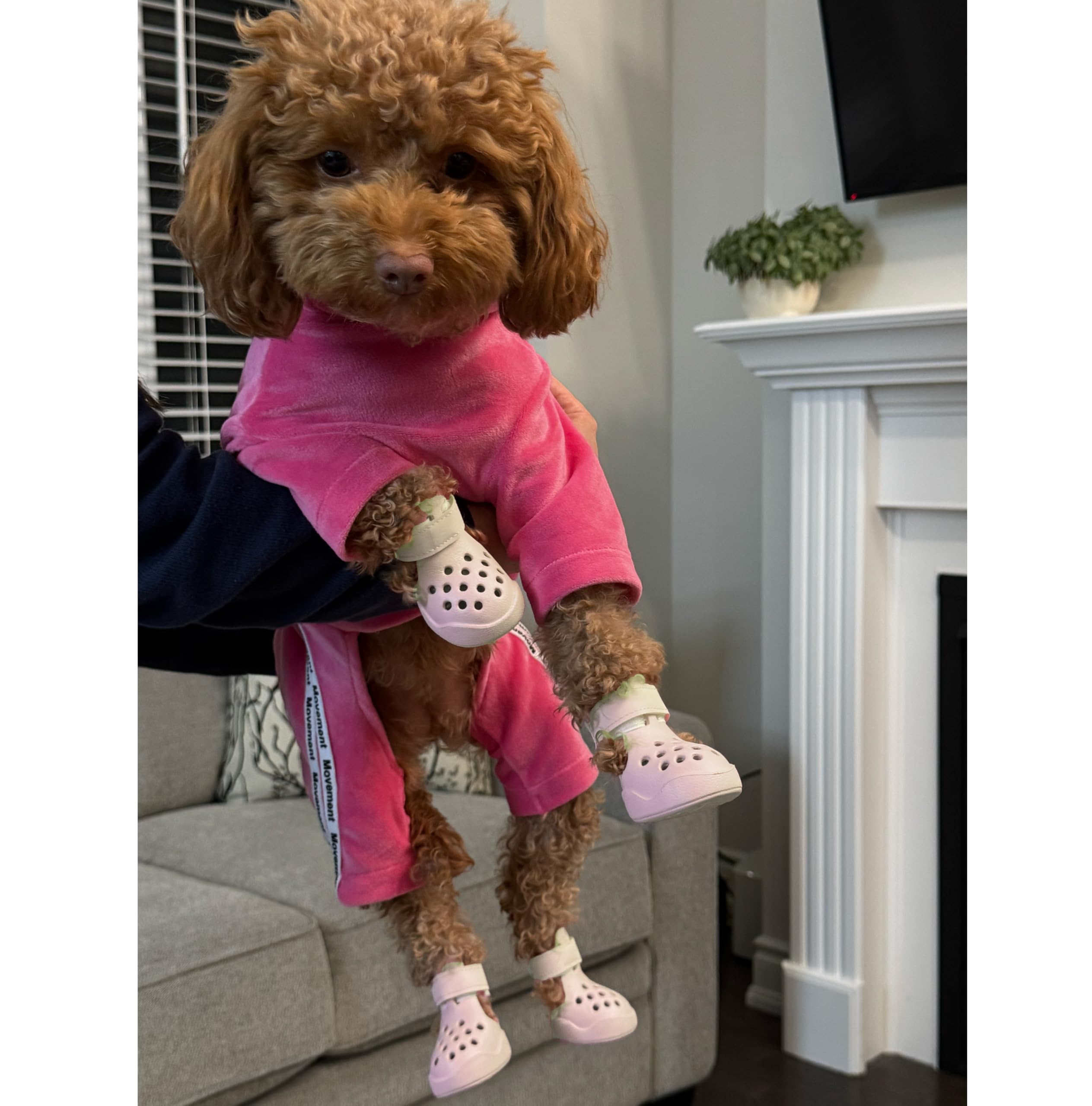 Small size PawPosh dog shoes designed for petite paws snug fit.