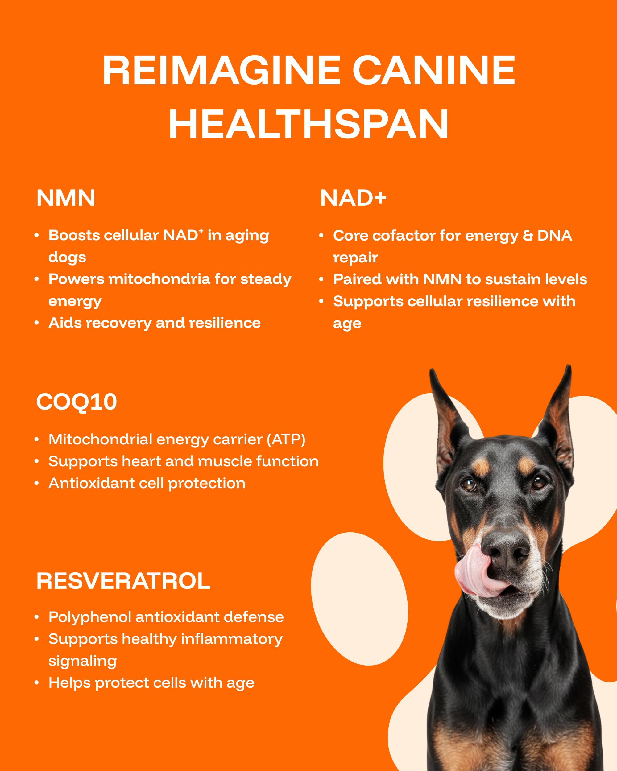 PAWPRINT Lab dog joint support image implies smoother movement and comfort.