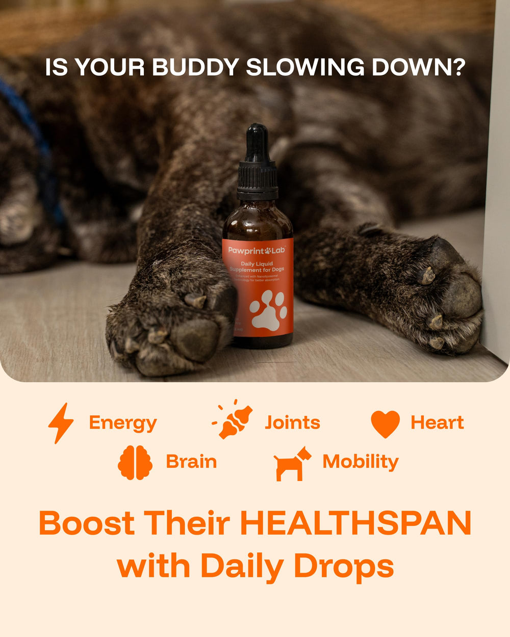 PAWPRINT Lab dog running after using NAD+ NMN drops.