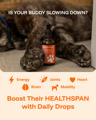 PAWPRINT Lab dog running after using NAD+ NMN drops.
