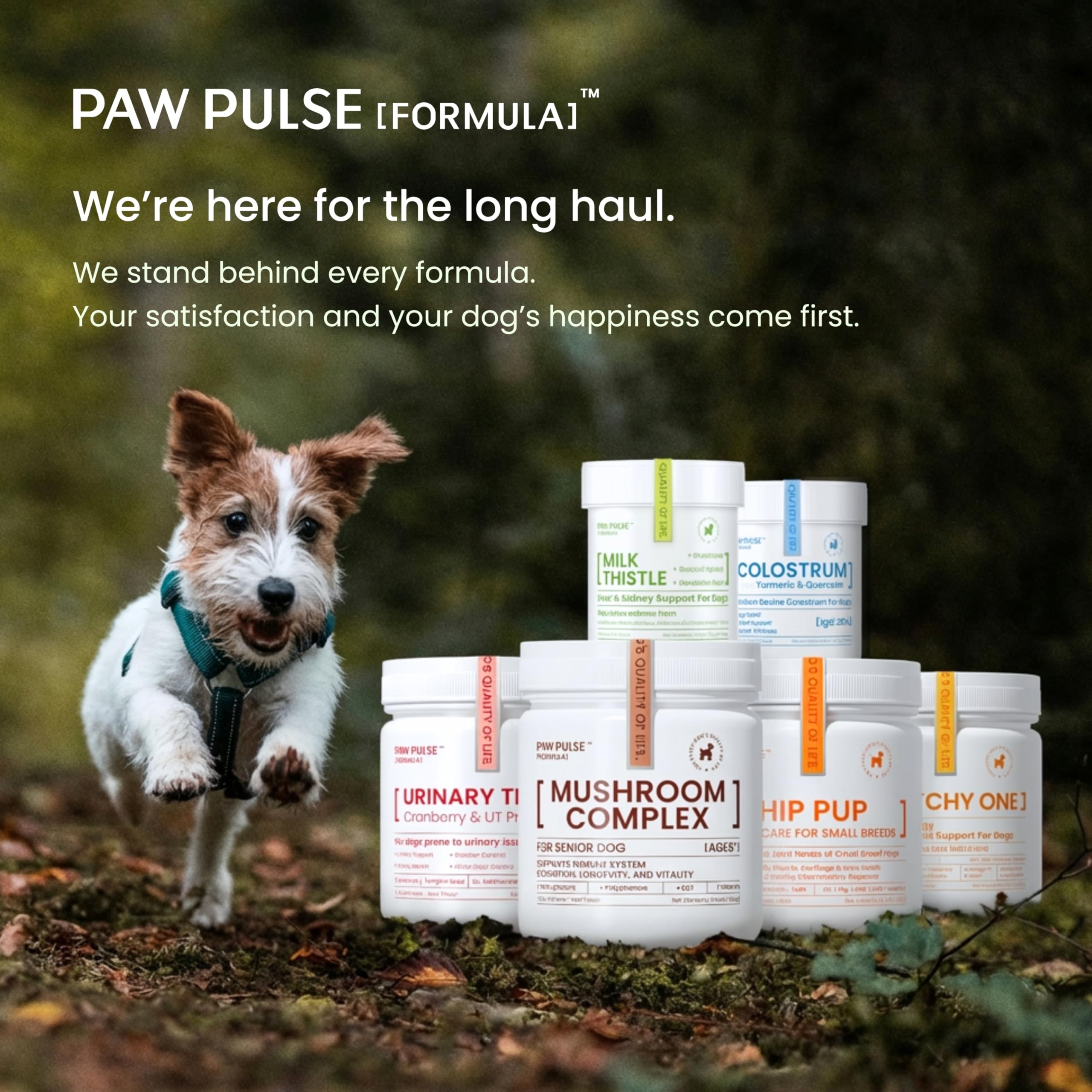 PAWPULSE FORMULA dog appears energetic after adding powder to meals