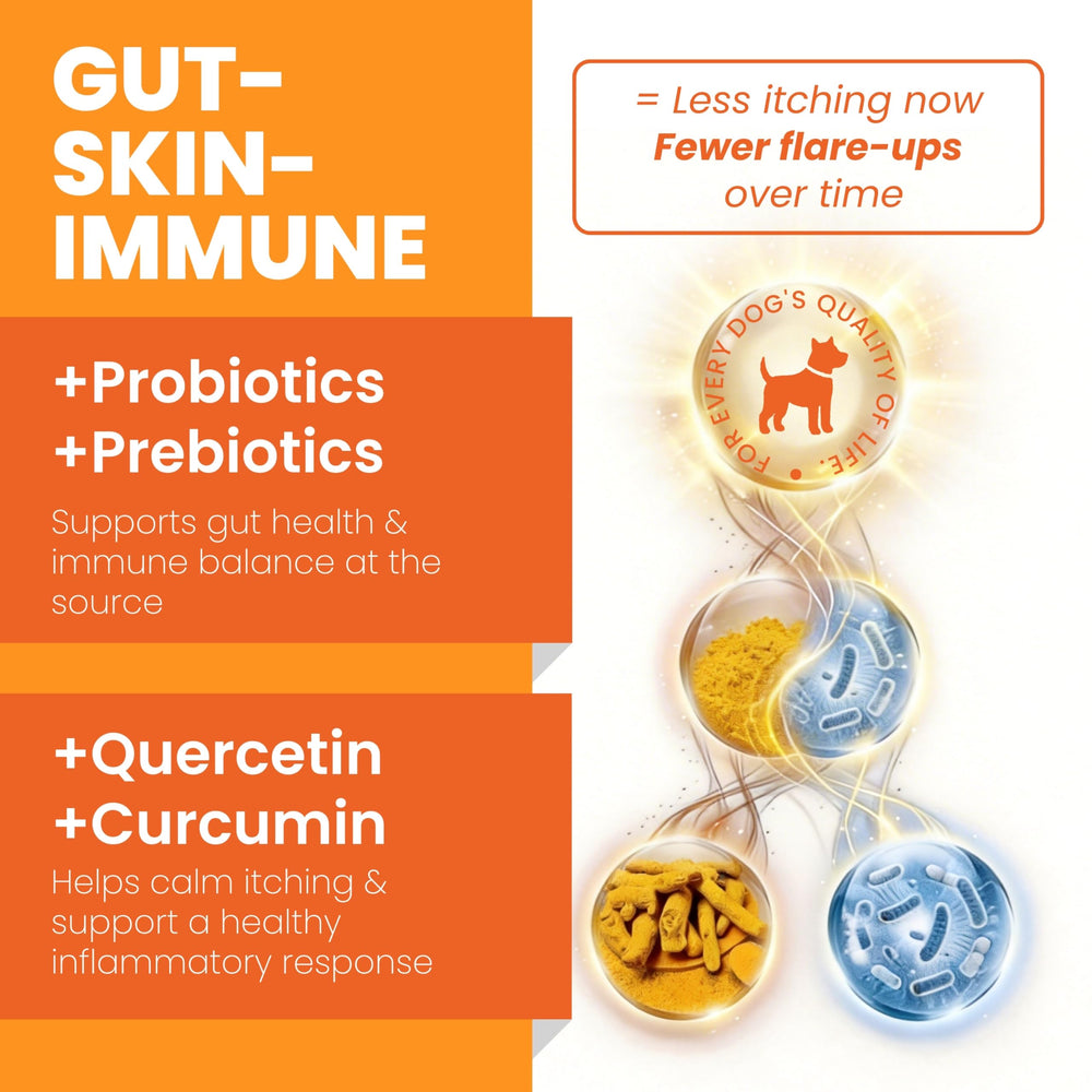 PAWPULSE FORMULA quercetin curcumin dual defense closeup emphasizing anti-inflammatory support