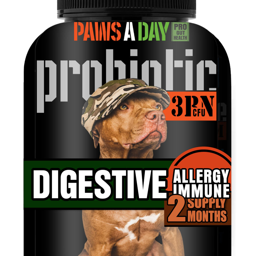 Paws A Day army soldier owned probiotic bottle promotes gut balance for dogs.