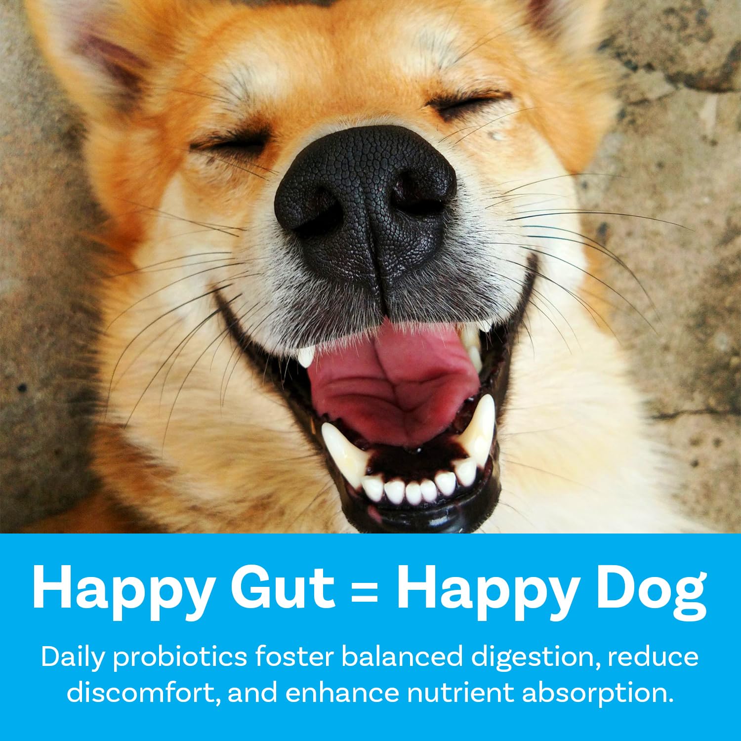 Happy dog enjoys PawSafe honey chicken-flavored chews after a walk.