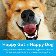 Happy dog enjoys PawSafe honey chicken-flavored chews after a walk.