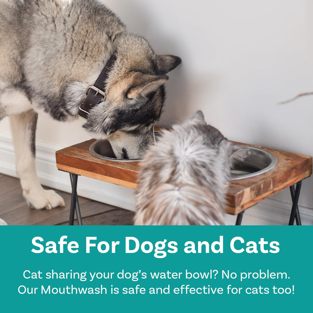 PawSafe dog mouthwash in water bowl illustrates seamless daily integration.