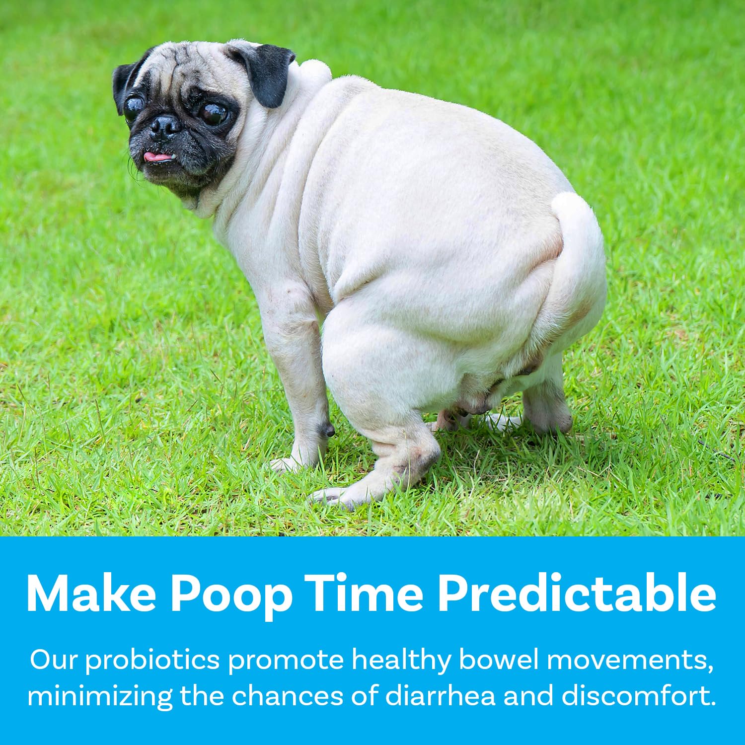 PawSafe probiotic ingredients pumpkin and fenugreek support gut health.
