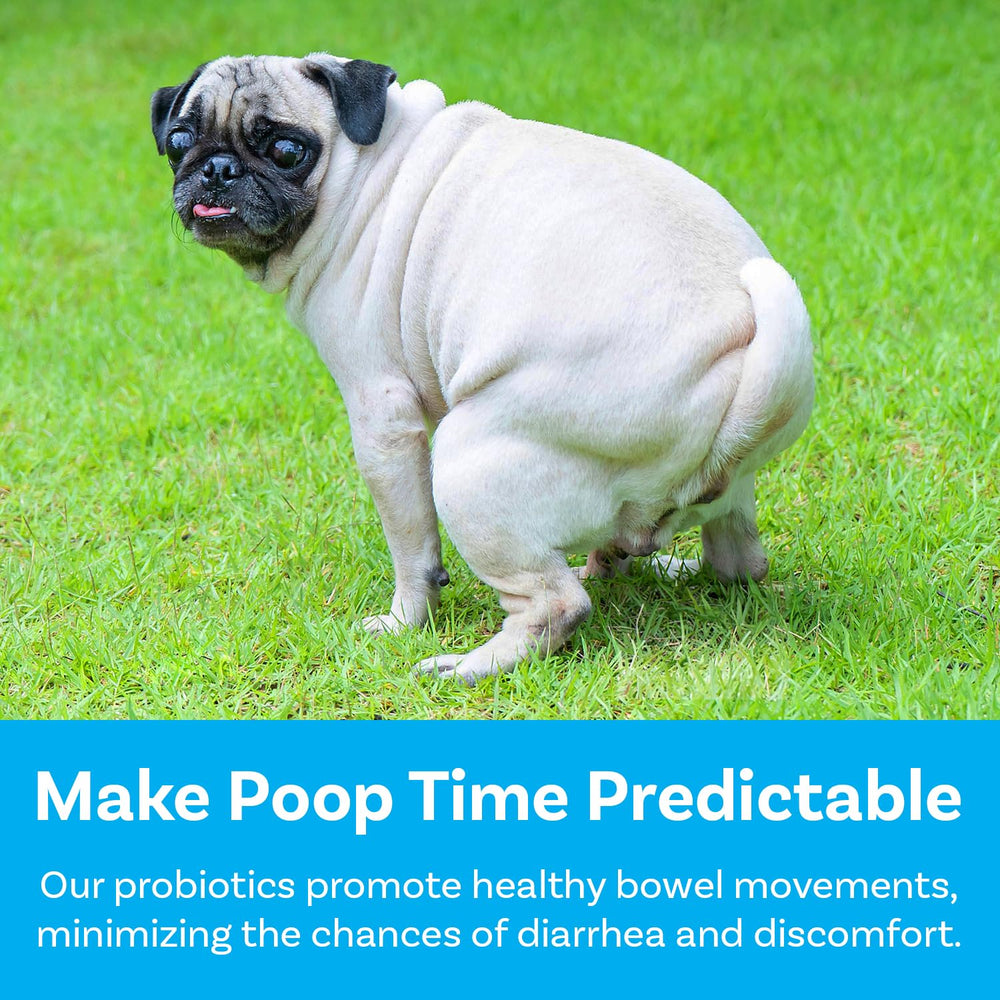 PawSafe probiotic ingredients pumpkin and fenugreek support gut health.