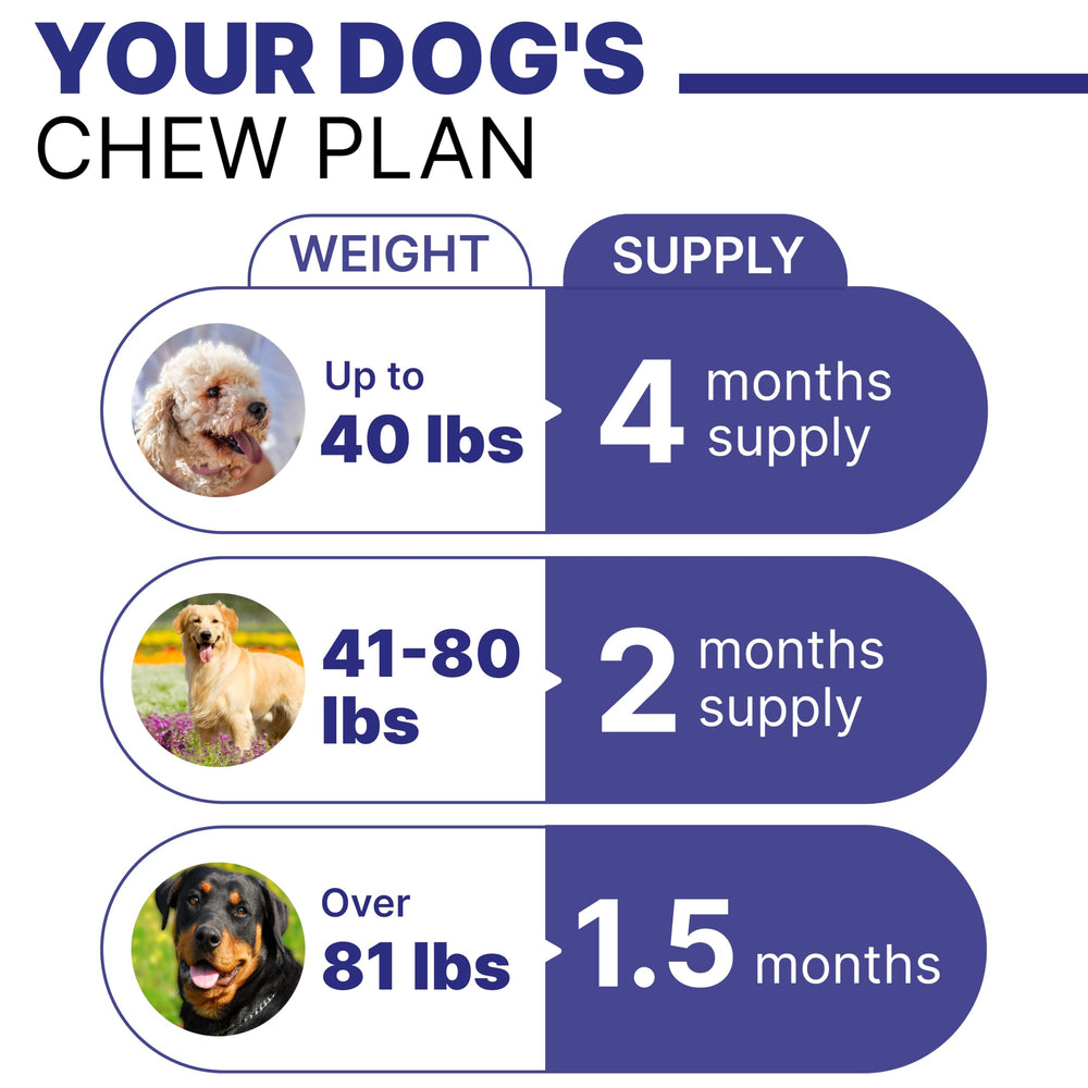 Happy dog portrait with Pawsential chews for daily wellness.