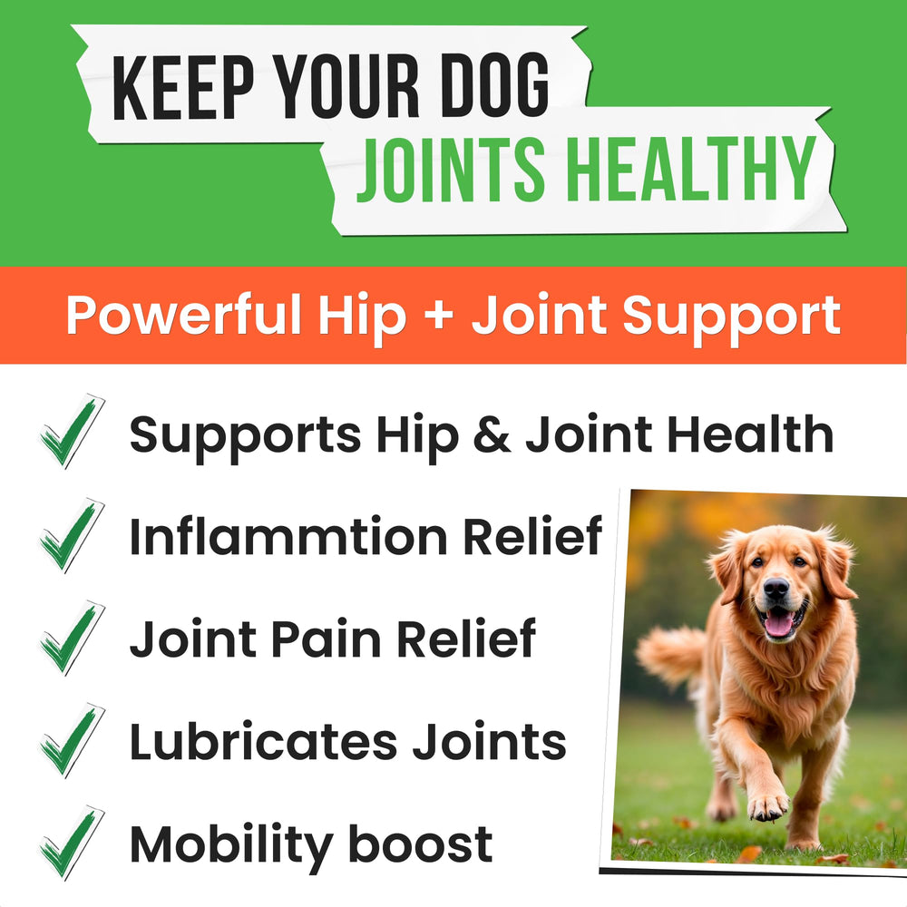 Senior dog enjoying a chew for mobility