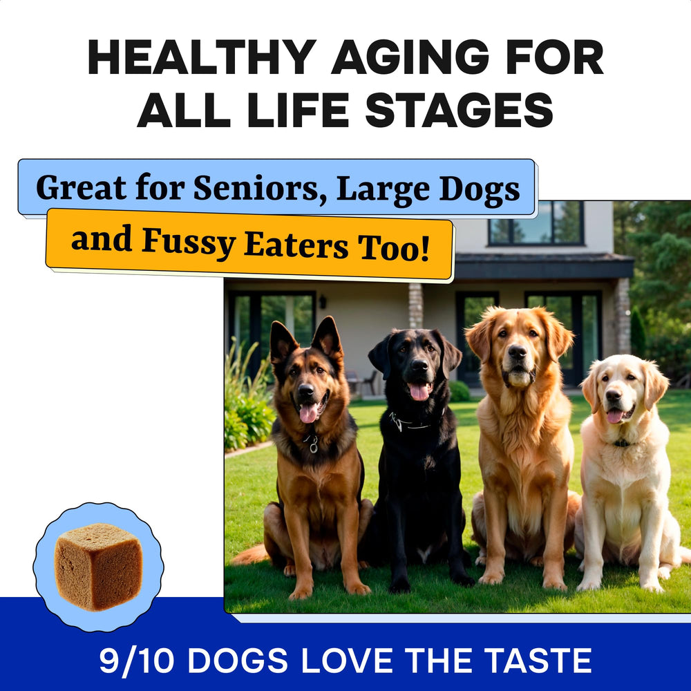 Pawsential packaging-display shows clear labeling and portion guidance.
