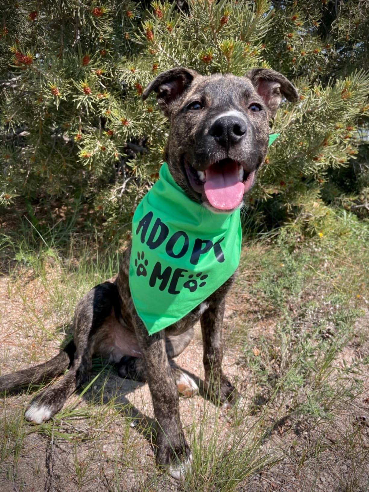 Pawskido Adopt Me Bandana care guide image shows hand wash cold.