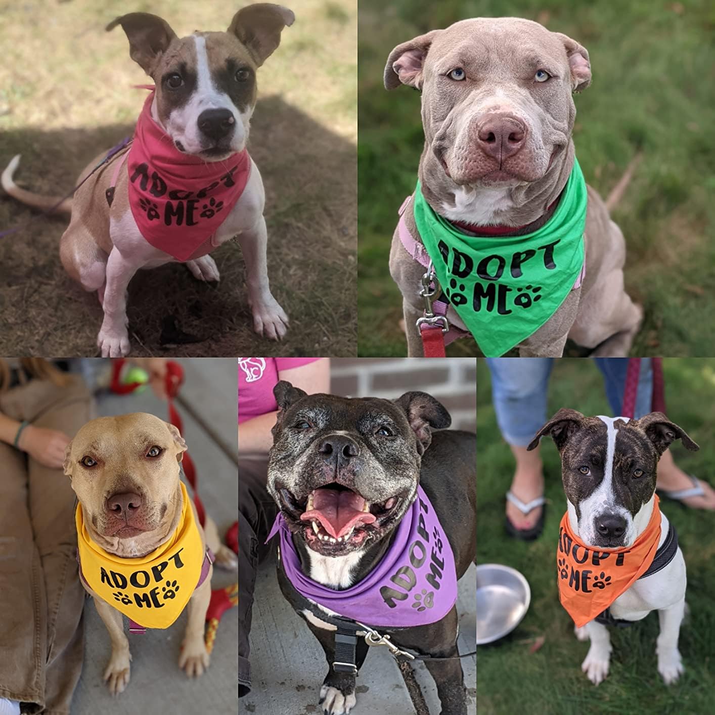 Pawskido Adopt Me Bandana in orange adds bold color to daily walks.